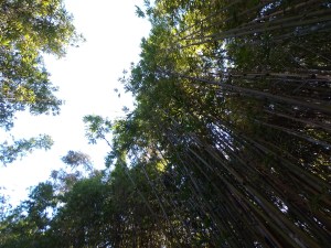 Taken by my daughter at the Los Angeles Zoo
